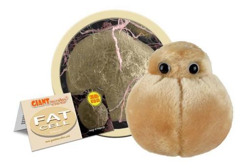 874665004341 Giant Microbes, Fat Cell