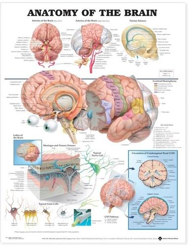 9781587790898 Anatomy Of The Brain (Laminated Wall Chart)