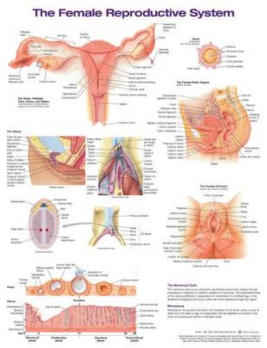 9781975180218 Female Reproductive System Anatomical Chart