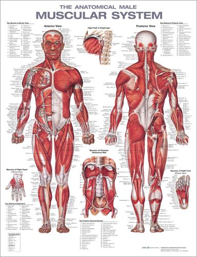 9781975180225 Anatomical Male Muscular System Anatomical Chart