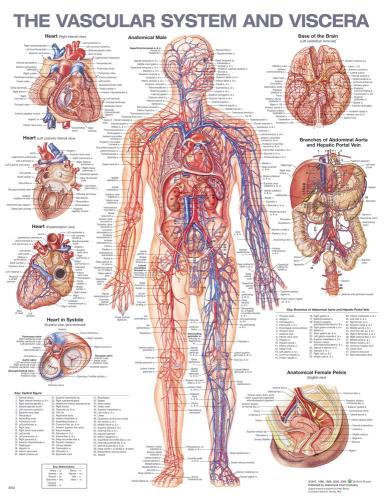 9781975214333 Vascular System & Viscera Anatomical Chart (Laminated)