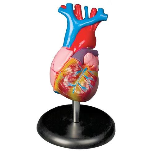 9788765066684 Heart Model (Life Size)
