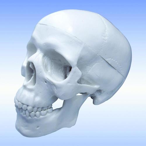 9788765128504 Skull (Half Size 3 Parts)