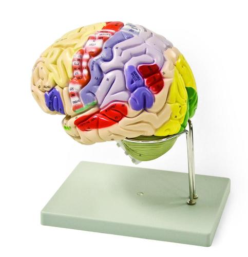 40000222202 Brain (Color-Coded 4 Part)