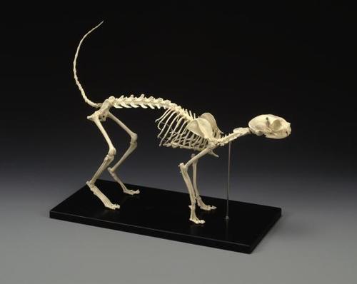 40000226016 Feline Skeleton Model, Standard