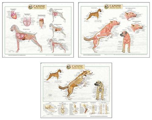 40000226020 Canine Anatomy Chart (Set Of 3)