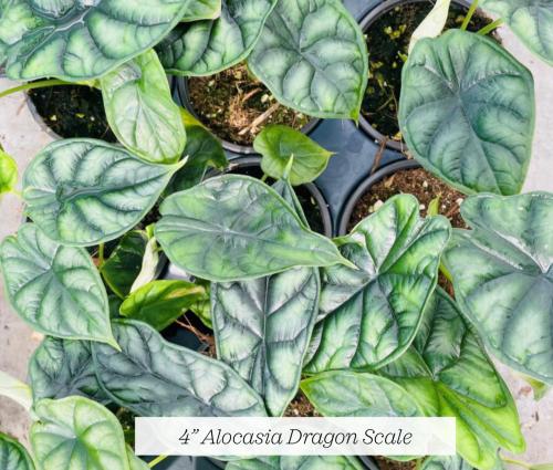 40000234302 Alocasia Dragon Scale