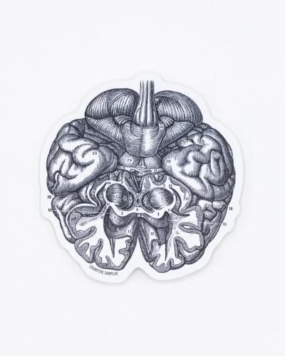 40000236105 Sticker, Anatomical Brain