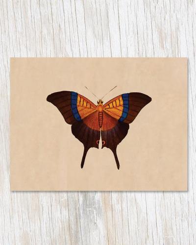 682384953716 Card, Butterfly Speciman A