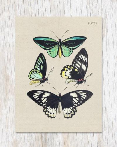 682384957301 Card, Butterfly Collection Plate 2