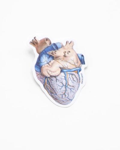 691959253397 Sticker, Anatomical Heart