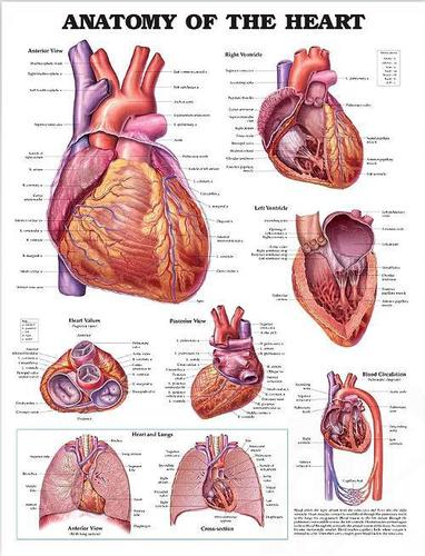 9781496369598 Anatomy Of The Heart (Laminated Wall Chart)