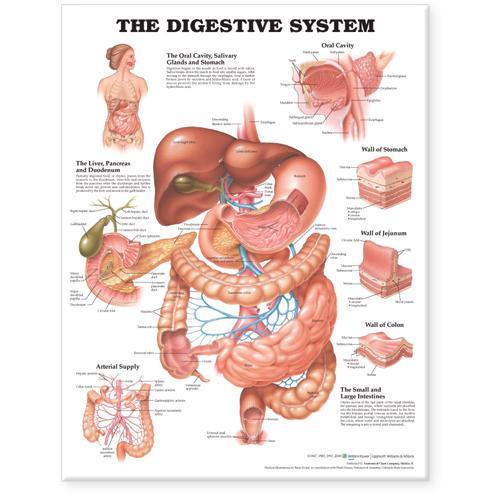 9781587790072 Digestive System (Paper Wall Chart)