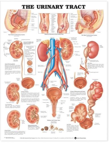 9781587790720 Urinary Tract (Paper Wall Chart)
