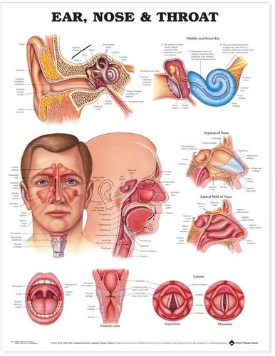 9781587791161 Ear, Nose & Throat (Paper Wall Chart)