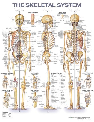 9781975180232 Skeletal System Anatomical Chart