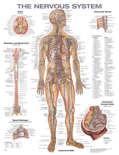 9781975214326 Nervous System Anatomical Chart (Laminated With Grommets)