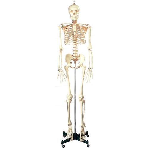9788765065991 Skeleton (Bucky, 168 Cm)