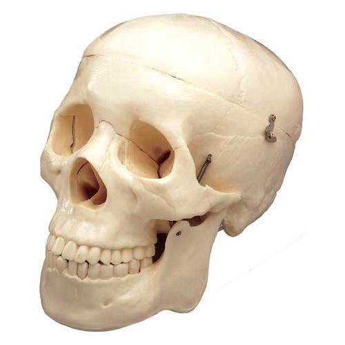 9788765066035 Budget Life-Size Skull (Cs-20)