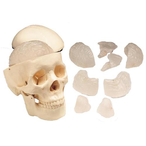 9788765066561 Skull (With 8 Part Brain, Budget)