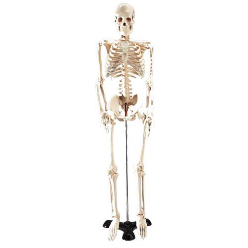 9788765082691 Skeleton (Mr. Thrifty)