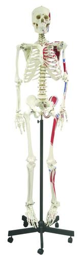 9788765128344 Skeleton (Full Size With Muscle-66" 168 Cm)