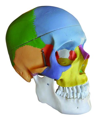 9788765128498 Skull (22 Different Color Markings)