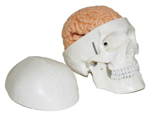 9788765128597 Skull (With 8 Part Brain)
