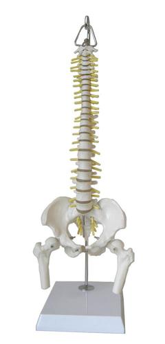 9788765128689 Mini Spinal Column, With Nerve, With Femur Head, On Stand