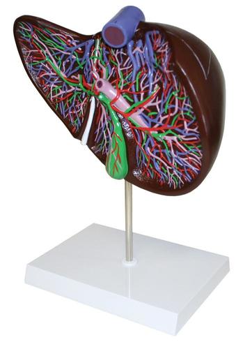 9788765129280 Liver Model With Network Of Vessels