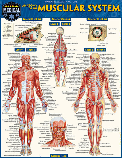 Anatomy Of The Muscular System Quickstudy (Final Sale)